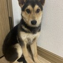 3ヶ月半女の子✴︎家族募集中