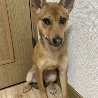 4ヶ月女の子✴︎家族募集中