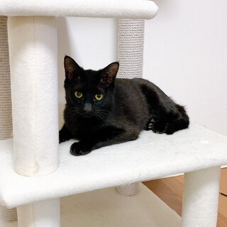 元気いっぱい黒ねこピノ君