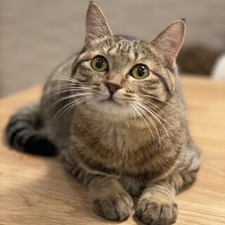 猫ともフレンドリー♬なつめちゃん1歳♬