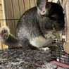 あーちゃん1125