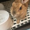 アキチビママ