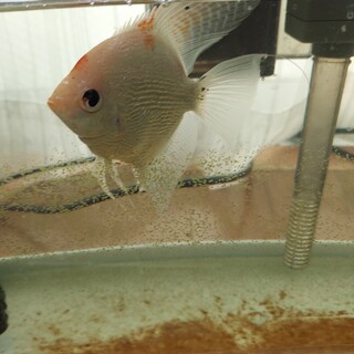 美しいエンゼルフィッシュ三匹