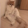 メインクーン （募集一時停止中） サムネイル2