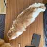 メインクーン （募集一時停止中） サムネイル3