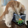 メインクーン （募集一時停止中） サムネイル5