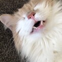 メインクーン （募集一時停止中）