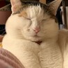 の写真
