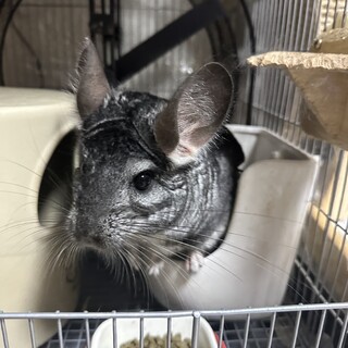 チンチラ　ノーマル　オス　2歳半