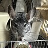 チンチラ　ノーマル　オス　2歳半 サムネイル2