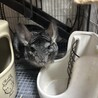 チンチラ　ノーマル　オス　2歳半 サムネイル3