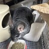 チンチラ　ノーマル　オス　2歳半 サムネイル4