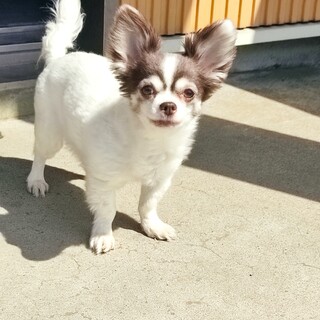 飼い主さん施設入所で里親さん至急募集