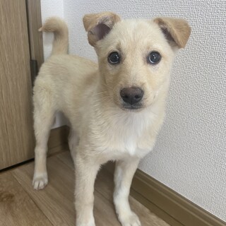 おっとり女の子3ヶ月✴︎家族募集中