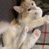 メインクーン （募集一時停止中） サムネイル6