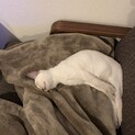 人が大好きトンキニーズ
