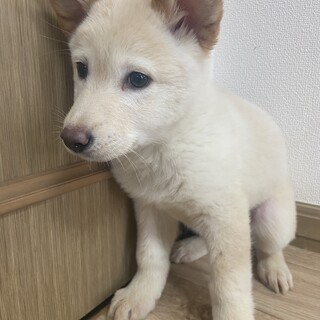 シャイな女の子✴︎3ヶ月家族募集中