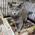 ロシアンブルー　男の子　今月末で7歳　ロージーくん