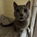 ロシアンブルー　リョウタくん　4歳
