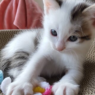 ♡かわいい♡のひとこと　さんくん