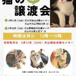 猫の譲渡会 @犬山市福祉活動センター