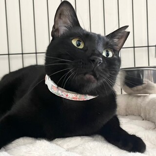 人馴れ急上昇！　黒猫 みえ子♡