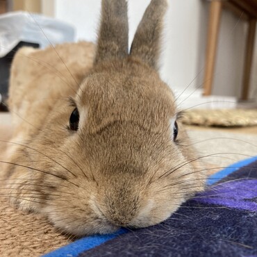 まったり