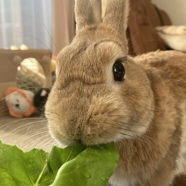 朝ごはんは好物のサラダ菜