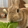 朝ごはんは好物のサラダ菜