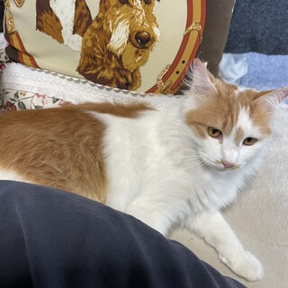 大人しくて甘えん坊な男の子