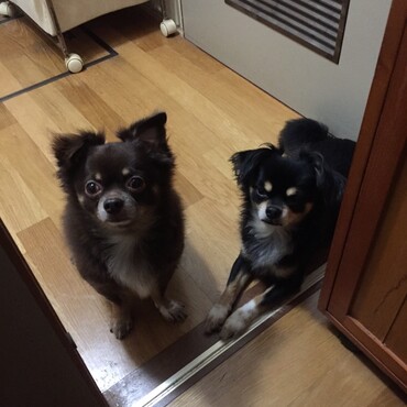 レオンとテンテンです