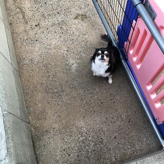 ４歳の女の子のチワワです