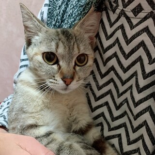 甘えん坊の女の子　みゅみゅちゃん♡