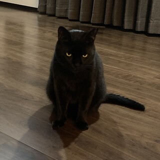 とても優しい甘えん坊の黒猫くん♪