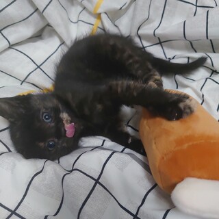 くま色のかわいい女の子「ベア子ちゃん」