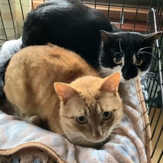 シャー！パンチ！シャー！な子達です