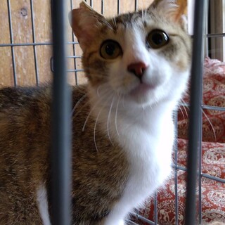 イネ・優しい男の子