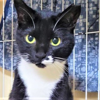 スリスリ懐こい女の子　あいちゃん