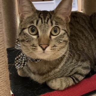 元気でやんちゃな オランくん