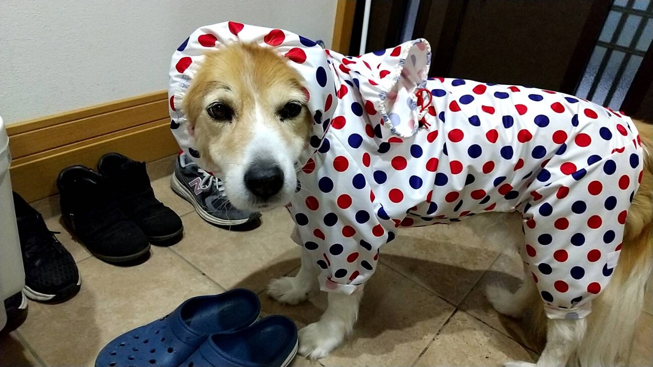 tierhundみなみママ :: ペットのおうち【里親決定30万頭！】