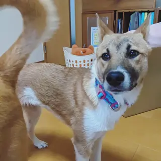 人馴れ練習中♡とってもやさしいコです♡♡