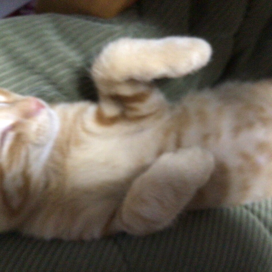 むぎちゃんのカバー写真