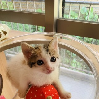 可愛い〜♡女の子（交渉中）