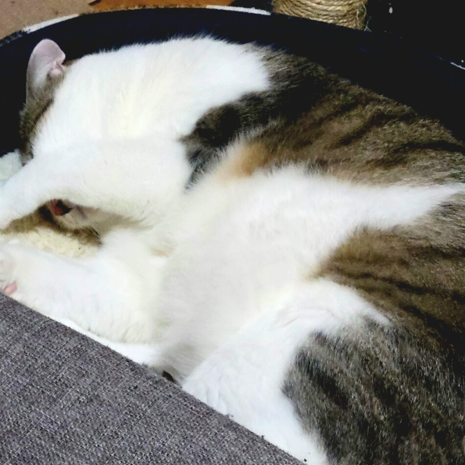 ユリアンのカバー写真