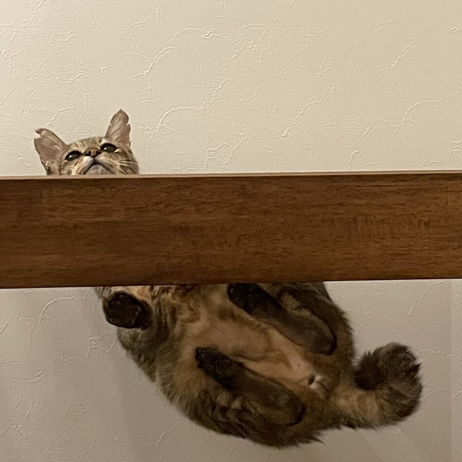 小松のカバー写真