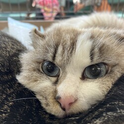 名古屋市緑区猫の譲渡会