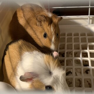 モルモット　仲良し2匹　男の子