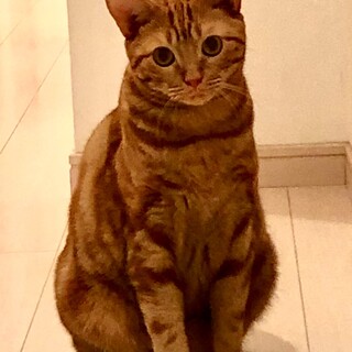 アメリカンショートヘアの男の子