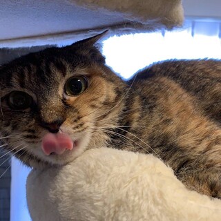 パレット・穏やかで甘えん坊な女の子