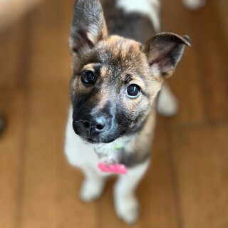 賢いかわいいヨチちゃん❣️